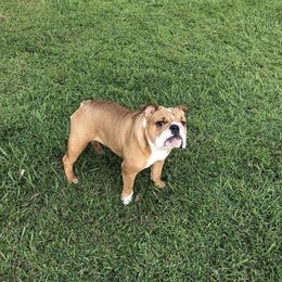 Cookie - Bulldog