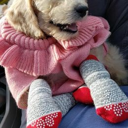 Poodle Puppies from Az Dandelion Doodles
