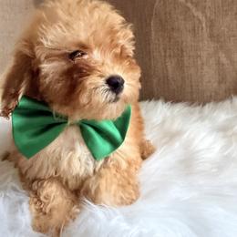 Pekingese, Poodle, and Shih Tzu Puppies from Happy puppies