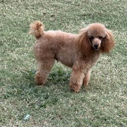 Katai - Poodle