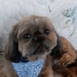 Frankie - Shih Tzu