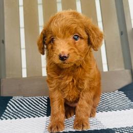 Scarlett - Red  female Goldendoodle puppy in Auburn, Indiana from Martin’s Doodles