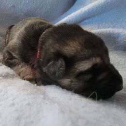 Pink - Black and tan female German Shepherd puppy in Pahrump, Nevada from Rayler Kennels