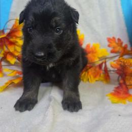 Black Collar Male - Black and cream male German Shepherd puppy in Cadet, Missouri from Working Valley Shepherds