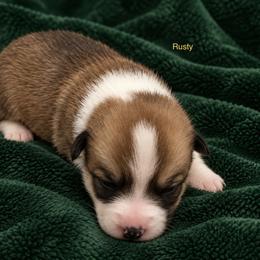 Rusty - Fawn male Pembroke Welsh Corgi puppy in Port Republic, Maryland from Bestfurends