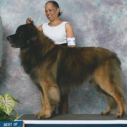 Leonbergers from Copper Moon Leonbergers