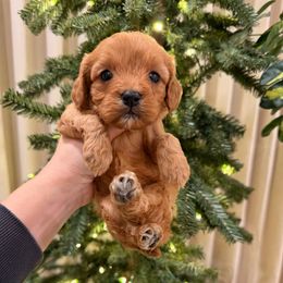 Ruby - Red female Cavapoo puppy in Midland, North Carolina from Rocky River Cavapoos
