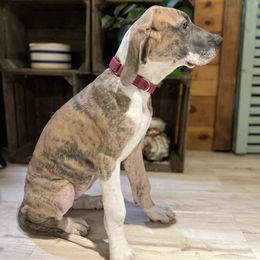 Dark Pink - Blue and white female Great Dane puppy in Aspers, Pennsylvania from Elja Danes