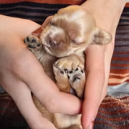 Red girl - Red female Cocker Spaniel puppy in Gate City, Virginia from Top Notch Cocker Spaniels