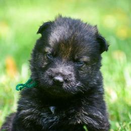 Green boy - Sable male German Shepherd puppy in Clarkrange, Tennessee from Vom Wolff