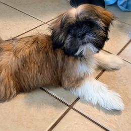 Tyler - Gold and white male Shih Tzu puppy in Hemet, California from Aloha Shih Tzu