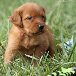 Eve Dark Pink Girl - Dark golden female Golden Retriever puppy in Idaho Falls, Idaho from Once Upon A Dream Kennels