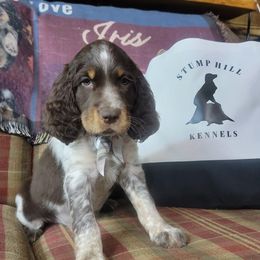 English Springer Spaniel All Grown Up from Eagle Trail Kennels
