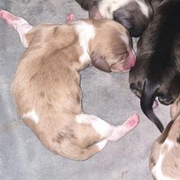 Cream dapple piebald - Cream male Dachshund puppy in Port Charlotte, Florida from Vicki's Dachshund Crossing