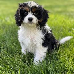Lainey - Tri-color female Cavapoo puppy in Tooele, Utah from Dinky Doo Doodles