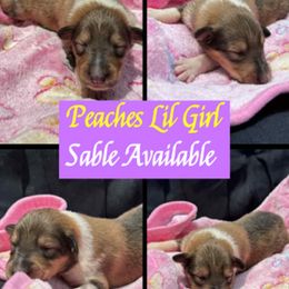 Peaches - Sable and white female Collie puppy in Carencro, Louisiana from Cajun Bayou's Collies LLC