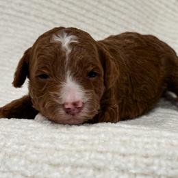 Dylan - Red  female Poodle puppy in Fort Collins, Colorado from Yellow Dog Farm