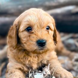 Cavalier King Charles Spaniels, Cavapoos, Goldendoodles, and Poodles from Harvest Creek