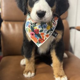 Sybil - Black tan and white female Bernese Mountain Dog puppy in Rose Hill, North Carolina from Red Door Canines