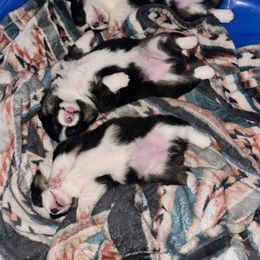 Pembroke Welsh Corgi All Grown Up from Newton Hay & Cattle