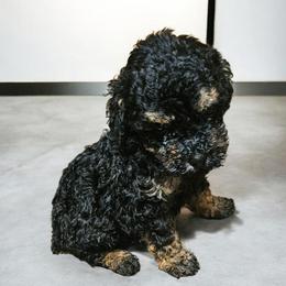 Boy - Phantom male Poodle puppy in Louisiana from Mias Bayou Puppies, LLC