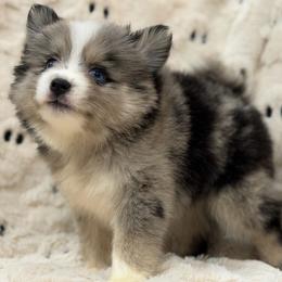Sprinkles - Merle female Pomsky puppy in Casa Grande, Arizona from Arizonas Pomsky Squad