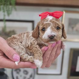 Canyon - Red  female Goldendoodle puppy in Fordland, Missouri from K&K's Puppy Kingdom