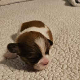 Boy 2 - Tricolor male Shih Tzu puppy in Vernon, Texas from Jennifer's Shih Tzus
