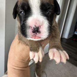 Boxer Puppies from Sweet Carolinas Boxer Babies