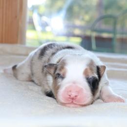 (ABCA) Zippy - White and blue merle female Border Collie puppy in Bronson, Florida from Sandhill Ranch Border Collies