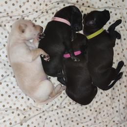 Italian Greyhound Puppies from Noblewinds
