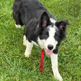 Bandit - Black and white male Border Collie puppy in Dorr, Michigan from Pineview Farm