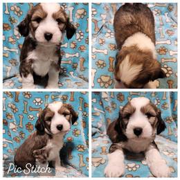 Good Luck Bear - Sable and white male Tibetan Terrier puppy in Lane County, Oregon from Zara Tibetan Terriers