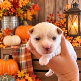 Aqua - Tan male Morkie puppy in Tampa Bay, Florida from Woodpecker Ridge Pups