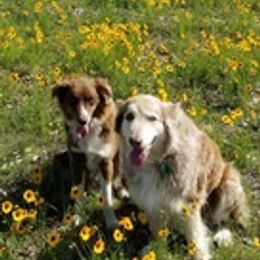 Australian Shepherds from Briggs Aussies