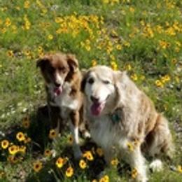 Australian Shepherds from Briggs Aussies