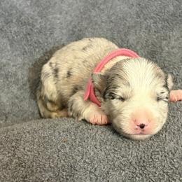 Girl 3 - Slate merle female Border Collie puppy in Shawnee, Oklahoma from Cross K Working Collies - Pure Bred Border Collies