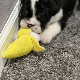 Bulldog Puppies from Average Jo’s  Bulldogs