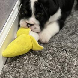 Bulldog Puppies from Average Jo’s  Bulldogs