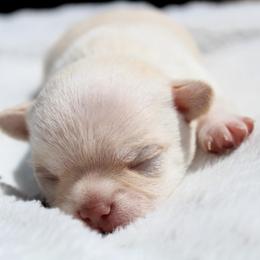 Pyro - Cream male Chihuahua puppy in Forsyth, Georgia from Brooks Grove Canines LLC
