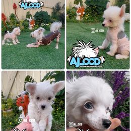 Chinese Crested puppies from Aj_CCD