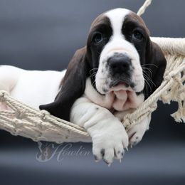 Basset Hound Puppies from Howlin Hounds