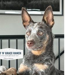 Moose - Australian Cattle Dog