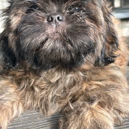 Rex - Brindle male Shih Tzu puppy in Madera Acres, California from California Shih Tzu’s