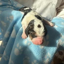Girl 3 - Black brown and white female Basset Hound puppy in Las Animas, Colorado from J&D Dachsies