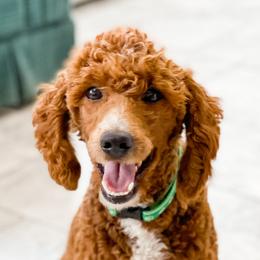 Scarlett - Poodle