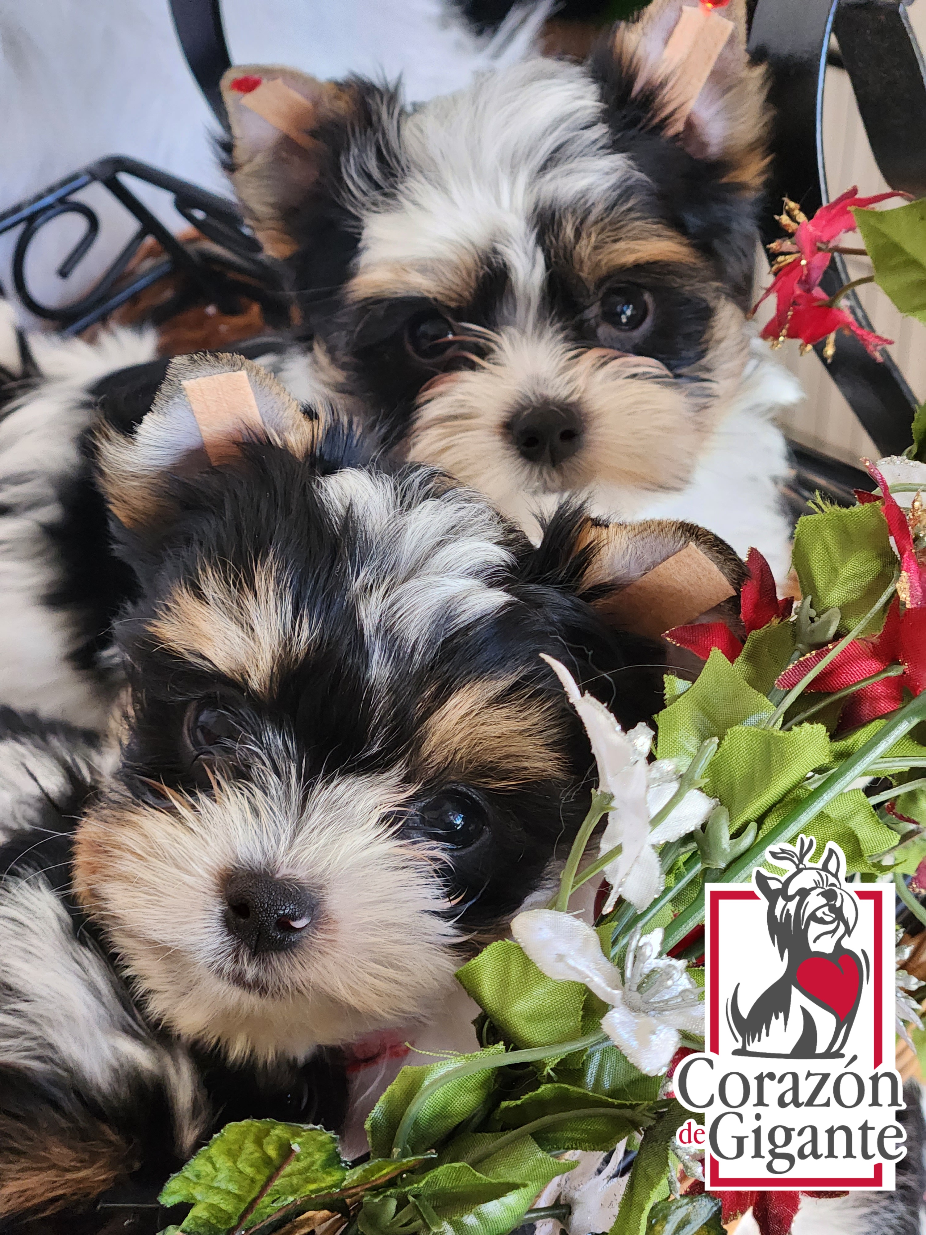 Biewer Terrier and Yorkshire Terrier Puppies from Corazón de gigante
