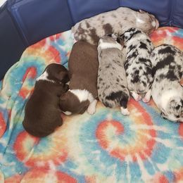 Miniature Australian Shepherd Puppies from Brown Family Aussies