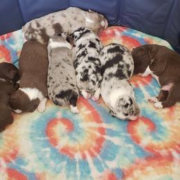 Miniature Australian Shepherd Puppies from Brown Family Aussies