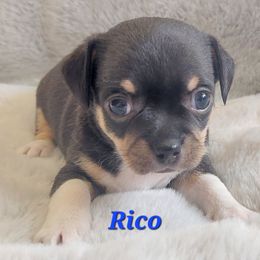 Rico - Black and tan male Chihuahua puppy in Brook Park, Minnesota from North Star Chihuahuas